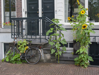 bicycles on street scene amsterdam