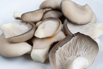 oyster cap mushroom