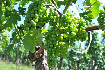 Grapes