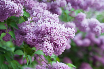 Fototapeta premium Branch of lilac flowers