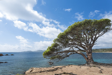 Fototapeta na wymiar Korsyka Południowa plaża Acciaghju