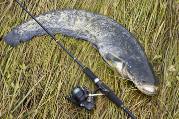 catfish after fight on the gras with fishing rod