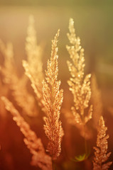 Autumn vintage plants