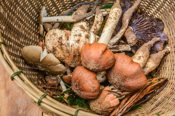 Mushrooms from the forest, Placed in a basket