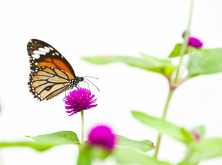 common tiger butterfly close up