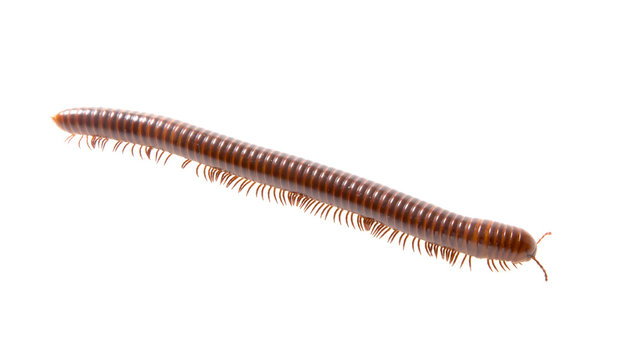Mature millipede isolated on white background.