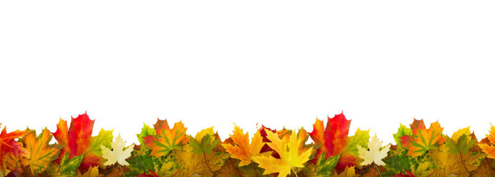 herbst laub