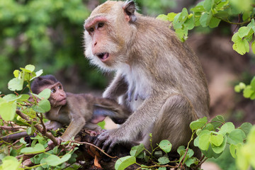 Affe, Mutter mit Baby