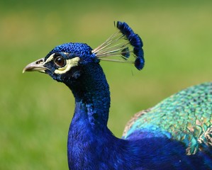 Obraz premium Blue peacock