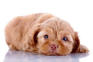 The red puppy of a decorative doggie lies on a white background.
