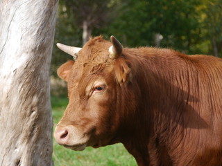 cow on  pasture