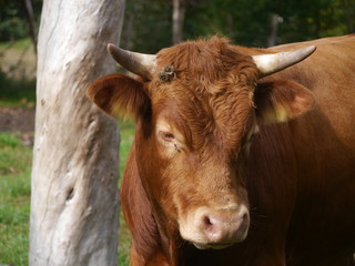 cow on  pasture