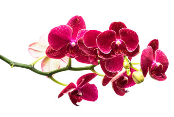 Red orchid on a white background