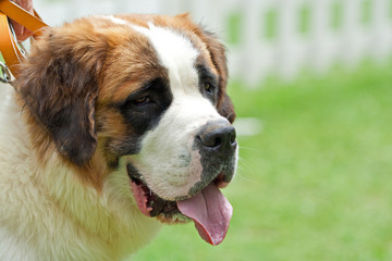 Dog Saint Bernard