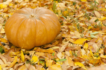 Orange halloween pumpkin on golden leaves