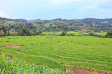 Fototapeta na wymiar step level of rice field cultivate area