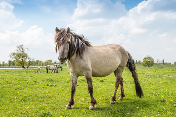 Impressive Konik horse with tangled mane and tail.