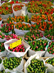 Bouquets of tulips on the market in spring.