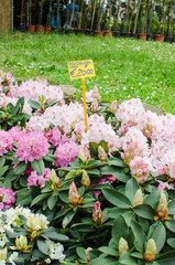 Rhododendron plant for sale with price tag