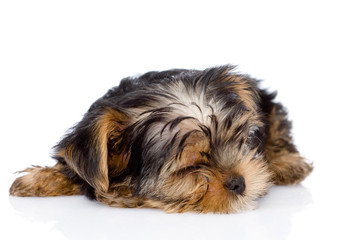 sleeping Yorkshire Terrier puppy. isolated on white background