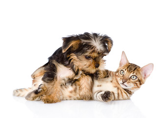 purebred bengal kitten and Yorkshire Terrier puppy together
