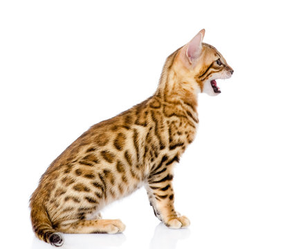 mewing  bengal kitten in profile. isolated on white background