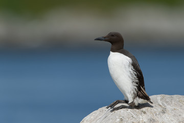 Trottellumme, Common Guillemot, Uria aalge