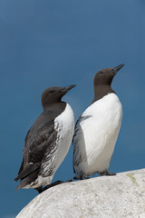 Trottellumme, Common Guillemot, Uria aalge