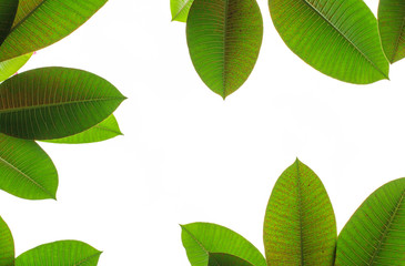 Green leaves on white background
