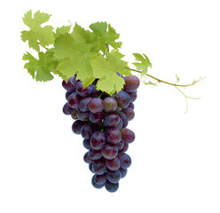 Rote Weinreben