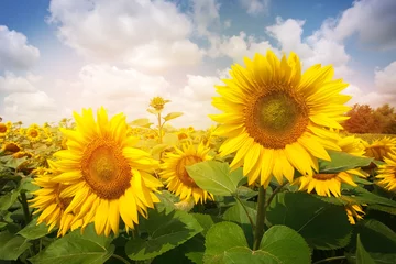Zelfklevend Fotobehang Zonnebloem Sunflower