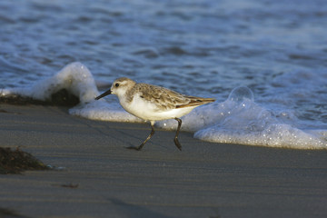 Sanderling, Calidris alba