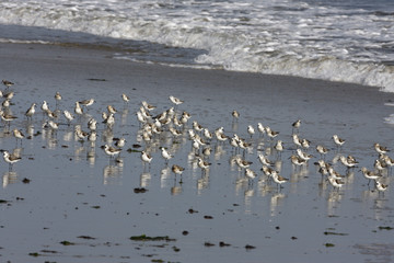 Sanderling, Calidris alba