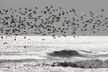 Sanderling, Calidris alba