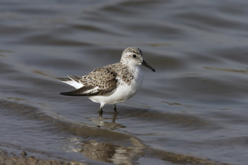 Sanderling, Calidris alba