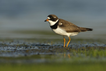 Semipalmated plover, Charadrius semipalmatus,