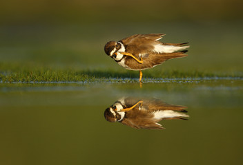 Semipalmated plover, Charadrius semipalmatus