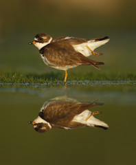 Semipalmated plover, Charadrius semipalmatus