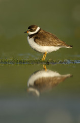 Semipalmated plover, Charadrius semipalmatus