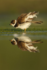 Fototapeta premium Semipalmated plover, Charadrius semipalmatus