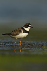 Semipalmated plover, Charadrius semipalmatus,