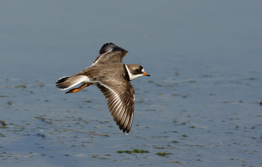Semipalmated plover, Charadrius semipalmatus,