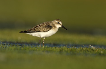 Semipalmated sandpiper, Calidris pusilla