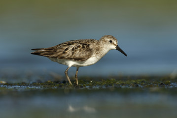 Semipalmated sandpiper, Calidris pusilla