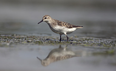 Semipalmated sandpiper, Calidris pusilla