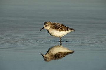 Semipalmated sandpiper, Calidris pusilla