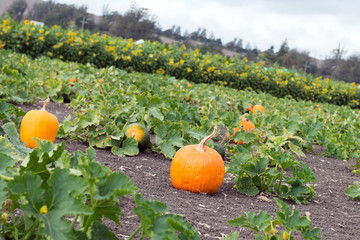 Pumpkin patch
