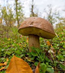 Mushroom in forest