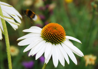 Obraz premium Echinacea Purpurea with Bee