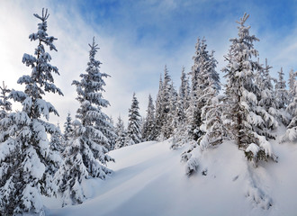 Fototapeta na wymiar Fir forest under snow